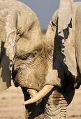 Elephants at Etosha National Park, Namibia, Africa