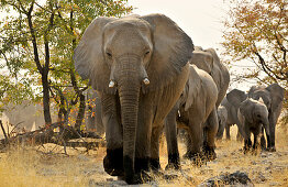 Herd of elephants, Etosha National Park, Namibia, Africa