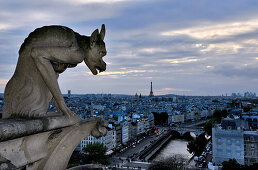 Gargoyle on Notre Dame de Paris in the evening, Paris, France