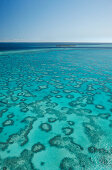 Korallen um Heron Island von oben, Great Barrier Reef Marine Park, UNESCO Weltnaturerbe, Queensland, Australien