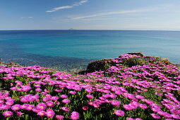 Pinkfarbene Mittagsblumen an Mittelmeerbucht, Insel Montecristo im Hintergrund, Seccheto, Insel Elba, Toskana, Italien