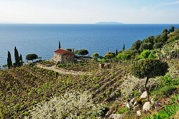 Landhaus an der Mittelmeerküste, Korsika im Hintergrund, bei Pomonte, Insel Elba, Toskana, Italien