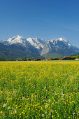Meadow with flowers in front of Garmisch-Partenkirchen with Alpspitze, Zugspitze and Kramerspitze in the background, Farchant, Garmisch-Partenkirchen, Wetterstein range, Werdenfels, Upper Bavaria, Bavaria, Germany, Europe