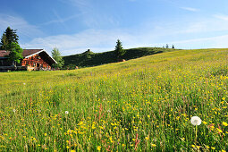 Flower meadow with alpine hut, Wendelstein range, Bavarian foothills, Upper Bavaria, Bavaria, Germany, Europe