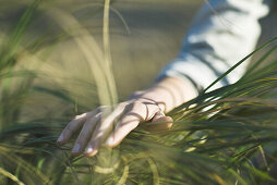 Woman's hand touching blades of tall grass