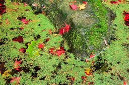 Autumn Leaves Floating in Pond of Algae