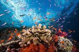 Anthias over Coral Reef, Luzonichthys whitleyi, Pseudanthias squamipinnis, Makogai, Lomaviti, Fiji