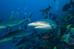 Grey Reef Sharks, Carcharhinus amblyrhynchos, Nagali, Fiji