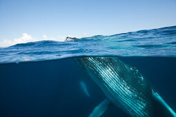 Humpback Whale, Megaptera novaeangliae, Silver Bank, Atlantic Ocean, Dominican Republic