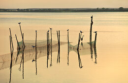 Achterwasser bei Krummin, Usedom, Mecklenburg-Vorpommern, Deutschland