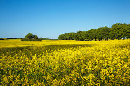 Alley and yellow rapeseed field in the sunlight, Ruegen island, Baltic Sea, Mecklenburg-West Pomerania, Germany, Europe