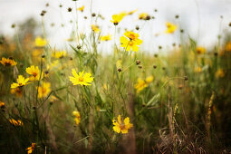 Field of wild Coreopsis, Wildcat Glades Conservation and Audubon Center, Joplin, Missouri, USA