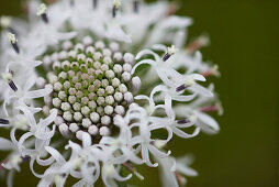 White Onion Blossom, Close-Up, Wildcat Glades Conservation and Audubon Center, Joplin, Missouri, USA