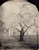 Painterly Flowering Crabapple Tree, Ambrotype