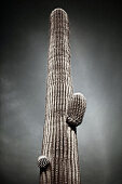 Saguaro Cactus, Low Angle View, Sonoran Desert, Arizona, USA