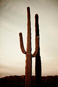 Seguaro Cactus at Sunset, Sonoran Desert, Arizona, USA