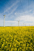 Erneuerbare Energie, Windpark im Rapsfeld, Schleswig Holstein, Deutschland, Europa