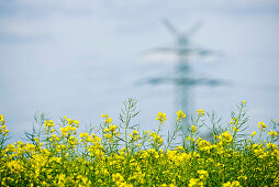 Renewable energies, power pole in a rape field, Schleswig Holstein, Germany, Europe