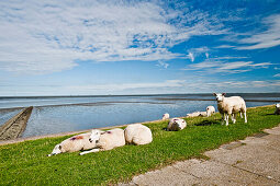 Sheep on the dike in the sunlight, Nordstrand, Schleswig Holstein, Germany, Europe