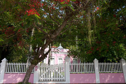 Mimosa trees at a fence, Paquetá Island in the Guanabara Bay in Rio de Janeiro, Brazil, South America, America