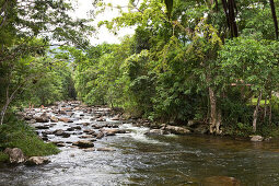 Fluss unter Bäumen, Costa Verde, Bundesstaat Rio de Janeiro, Brasilien, Südamerika, Amerika