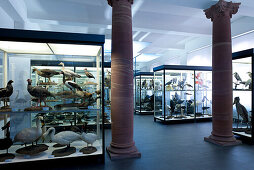 Senckenberg-Museum, Vogelsaal mit der klassisch didaktischen Ausstellung zur Vielfalt der Vögel, Vitrine mit Gänsevögeln (Anseriformes),  Frankfurt am Main, Hessen, Deutschland, Europa