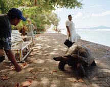Owner luring 28 year old turtle on the promenade at Anse Banane, eastern La Digue, La Digue and Inner Islands, Republic of Seychelles, Indian Ocean