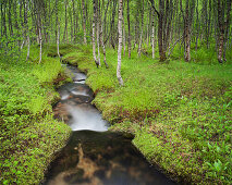 Bach fließt durch einen Birkenwald, Wald, Nordland, Norwegen