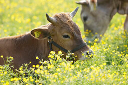 Young cows lying on a Spring meadow, Domestic cattle, Muensing, Bavaria, Germany