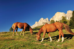Pferde auf der Weide unter der Rotwand, Rosengarten, Dolomiten, UNESCO Weltnaturerbe, Südtirol, Italien