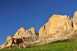 Pferd auf der Weide unter der Rotwand, Rosengarten, Dolomiten, UNESCO Weltnaturerbe, Südtirol, Italien
