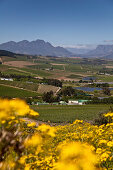 Blick über Weinberge des Weingutes Jordan, Stellenbosch, Westkap, Südafrika, Afrika
