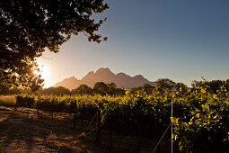 Blick über Weinberge des Weingutes Bellingham, Franschoek, Kapstadt, Westkap, Südafrika, RSA, Afrika