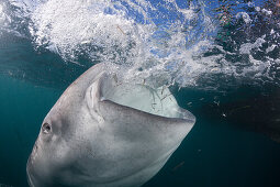 Feeding Whale Shark, Rhincodon typus, Cenderawasih Bay, West Papua, Papua New Guinea, New Guinea, Oceania