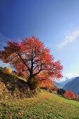 Cherry tree in autumn colours in the sunlight, valley of Groeden, Dolomites, UNESCO World Heritage Site Dolomites, South Tyrol, Italy, Europe
