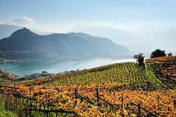 Herbstlich verfärbte Weinberge über Kalterer See, Kalterer See, Südtirol, Italien, Europa