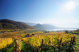 Vineyard in autumn colours above lake Kalterer See, lake Kalterer See, South Tyrol, Italy, Europe