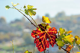 Herbstlich verfärbtes Weinblatt, Kalterer See, Südtirol, Italien, Europa