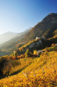 Castle Schloss Tirol with vineyards in autumn colours and Texel range in background, Schloss Tirol, Meran, South Tyrol, Italy, Europe