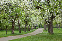 Apple tree alley in spring, Breitenbronn, Franconia, Bavaria, Germany, Europe