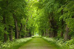 Deserted lime tree alley, Greifswald, Mecklenburg-Western Pomerania, Germany, Europe