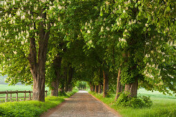 Chestnut alley with blooming trees, Ruegen island, Baltic Sea, Mecklenburg-Western Pomerania, Germany, Europe