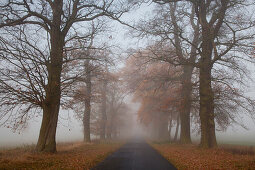 Autumnal oak alley in the fog, Hofgeismar, Hesse, Germany, Europe