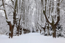 Snowy lime tree alley at Rombergpark, Dortmund, North Rhine-Westphalia, Germany, Europe