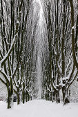 Snowy hornbeam alley at the cemetery, Dortmund, North Rhine-Westphalia, Germany, Europe