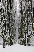 Verschneite Hainbuchenallee am Hauptfriedhof, Dortmund, Nordrhein-Westfalen, Deutschland, Europa