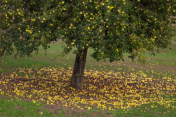 Äpfel unter Wildapfelbaum, bei Welschbillig, Eifel, Rheinland-Pfalz, Deutschland, Europa