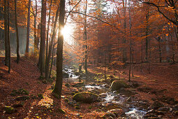 Autumnal forest at Ilse valley, Heinrich Heine hiking trail, near Ilsenburg, Harz mountains, Saxony-Anhalt, Germany, Europe