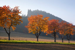 Herbstliche Kirschbaumallee vor der Teufelsmauer, bei Blankenburg, Harz, Sachsen-Anhalt, Deutschland, Europa