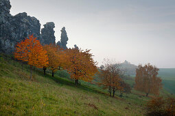 Autumnal trees in front of rock formation Teufelsmauer, near Blankenburg, Harz mountains, Saxony-Anhalt, Germany, Europe